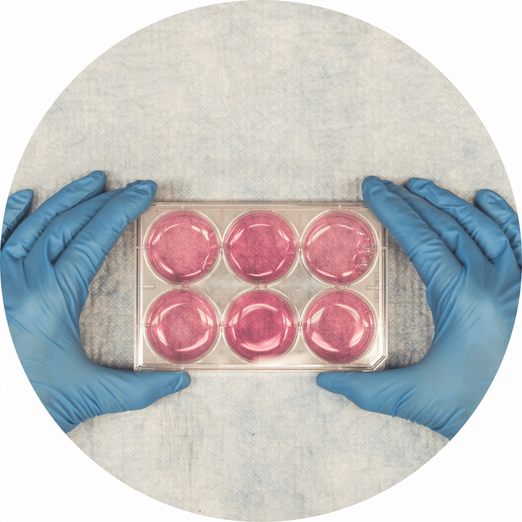 Blue gloved hands with a six pack of pink test samples.