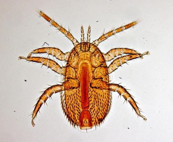 A microscopic image of a varroa mite