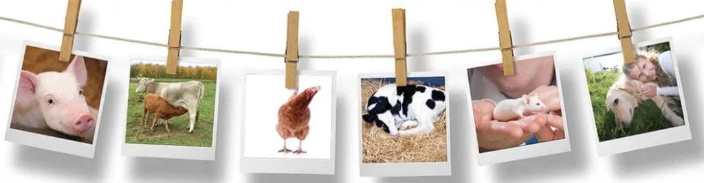 polaroid photographs hanging on a thread held with clothes pegs of pigs, cows, chickens, and mice 